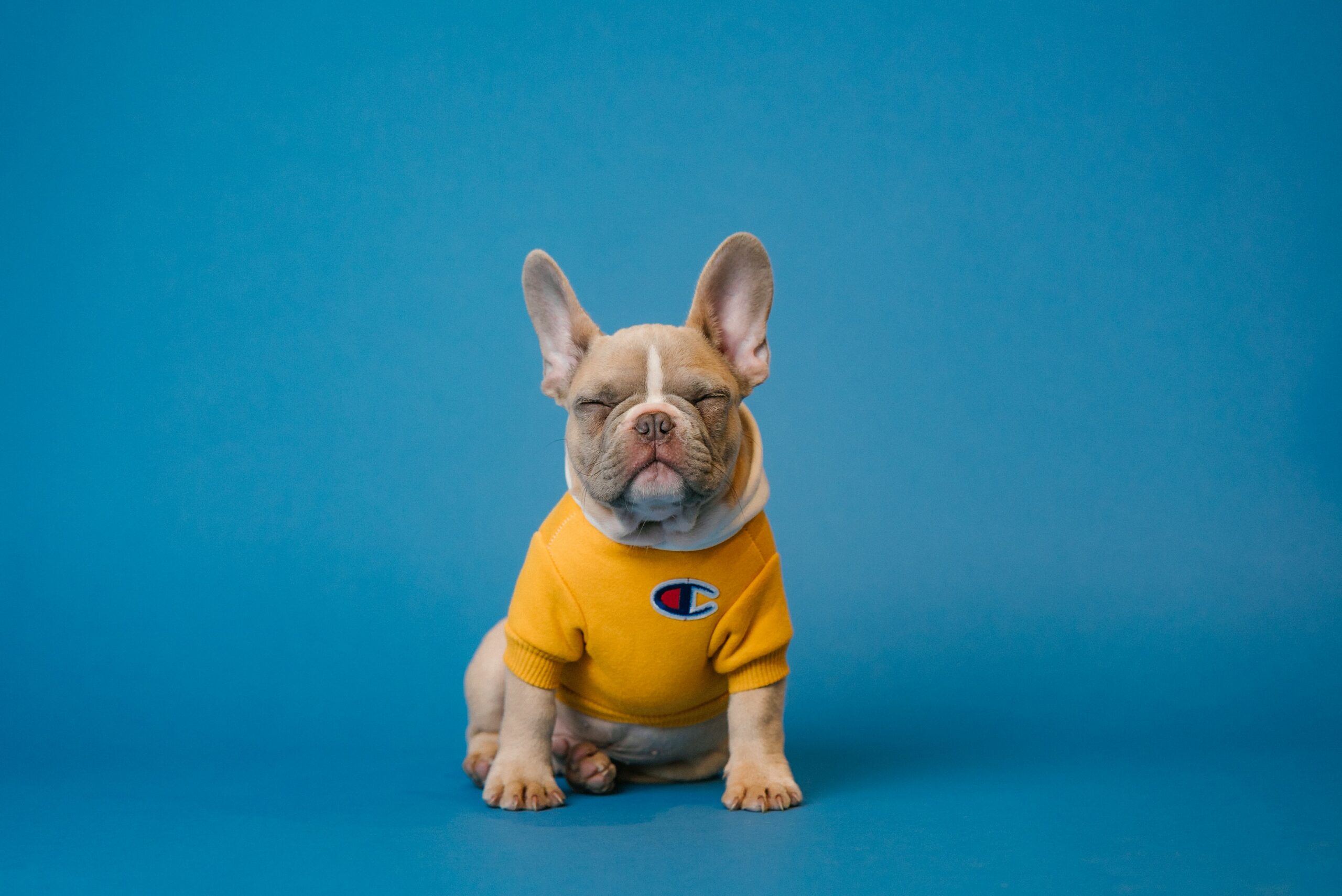 7 cuentas de animales que deberías de seguir en TikTok